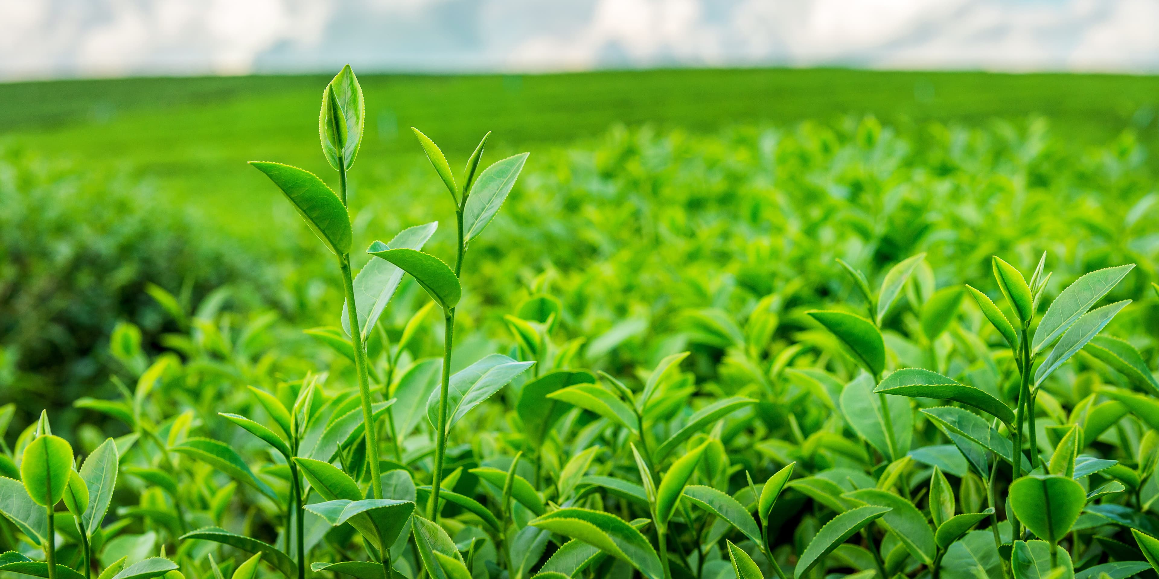 Good looking agricultural products